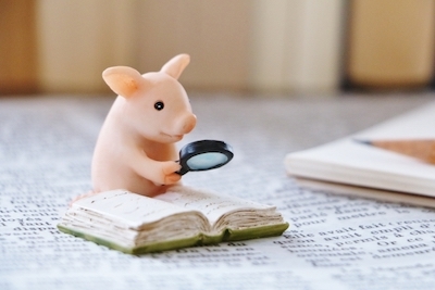 何かを探しているブタ